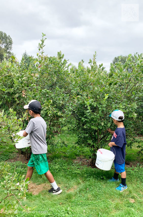 two boys picking blueberries off of blueberry bushes in Seattle